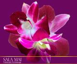 Orchidee Sala Mai Thai-Massage